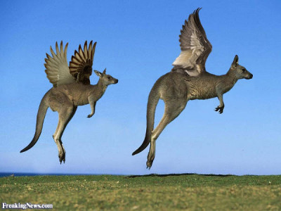 Flying-Kangaroos1.jpg